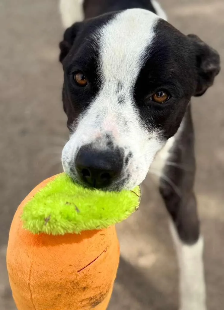 Frieda