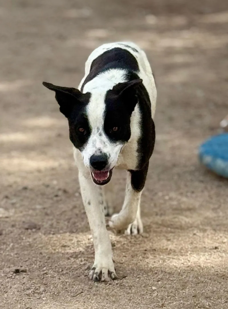 Frieda thumbnail 3