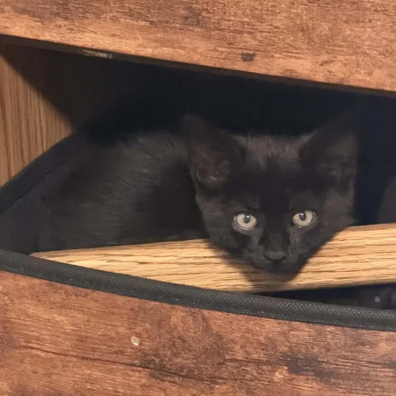A baby small-sized male Black Domestic Short Hair cat named Roy for adoption in Veneta, OR