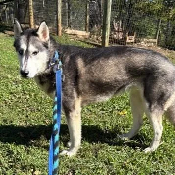 An adult medium-sized female Black Siberian Husky dog named Enid for adoption in Phoenixville, PA