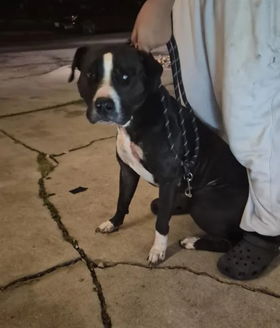 A young large-sized male American Staffordshire Terrier dog named Freckles for adoption in San Antonio, TX