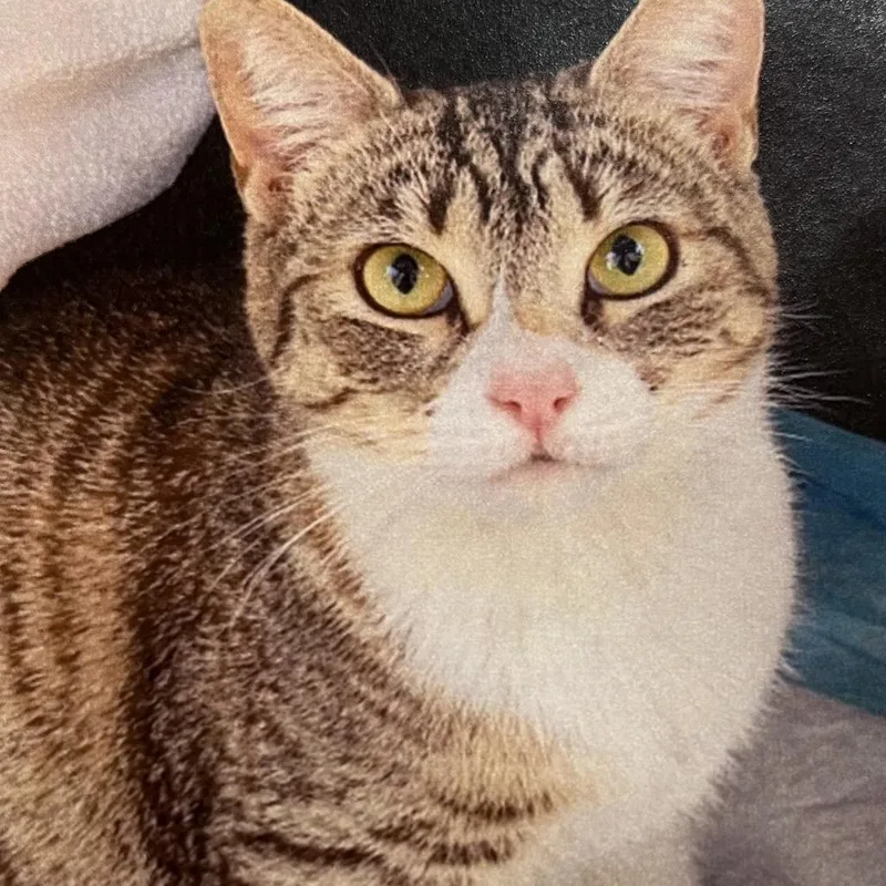 An adult medium-sized female Brown / Chocolate Domestic Short Hair cat named Charli for adoption in Concord, NH
