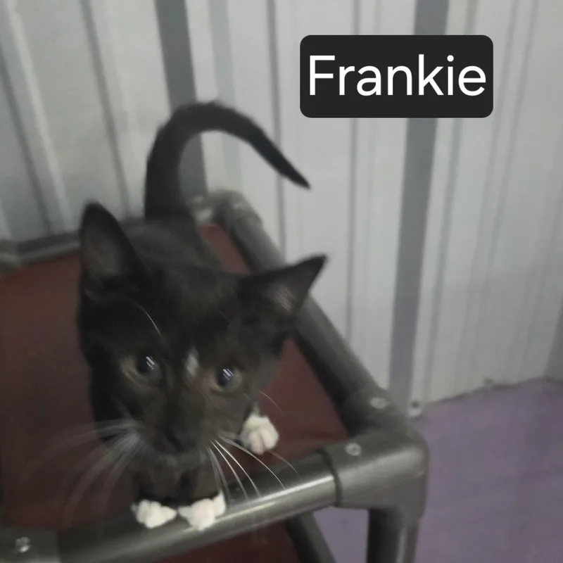 A baby medium-sized male Black & White / Tuxedo Domestic Short Hair cat named Frankie for adoption in SNOW HILL, NC
