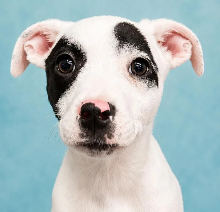 A young medium-sized male Australian Cattle Dog / Blue Heeler dog named Shadow for adoption in Pottstown, PA