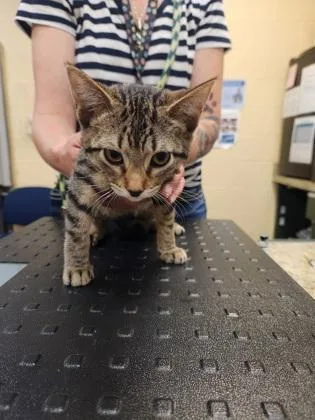 A baby small-sized female Domestic Short Hair cat named Aster for adoption in Independence, MO