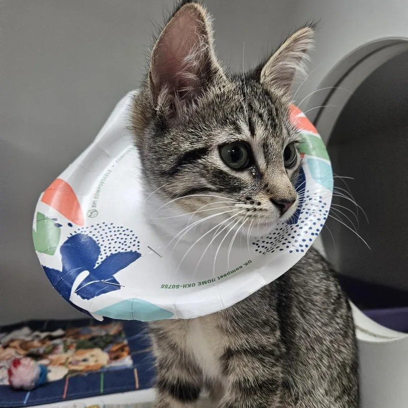 A baby small-sized female Brown / Chocolate Domestic Short Hair cat named Marceline for adoption in Gainesville, FL