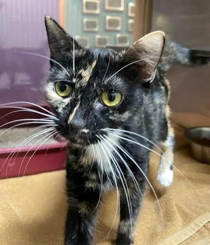 A young small-sized female Domestic Short Hair cat named Tweeker for adoption in Little Rock, AR
