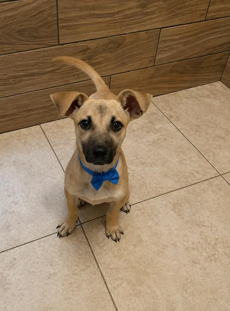 A young small-sized male Dachshund dog named Rock for adoption in Pipe Creek, TX
