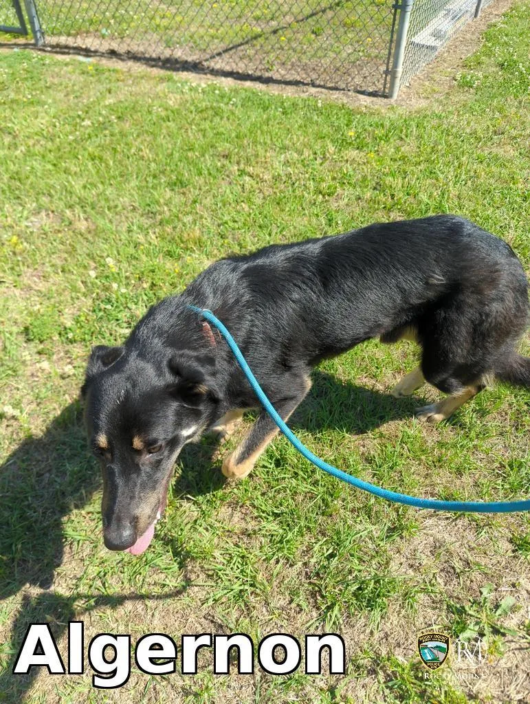 A young medium-sized male Shepherd dog named Algernon for adoption in Rocky Mount, NC