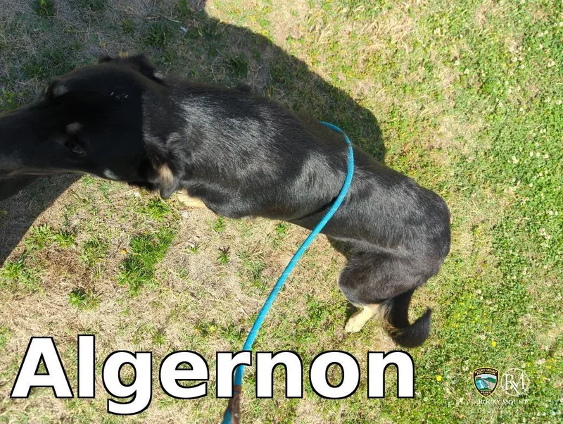 Algernon thumbnail 2