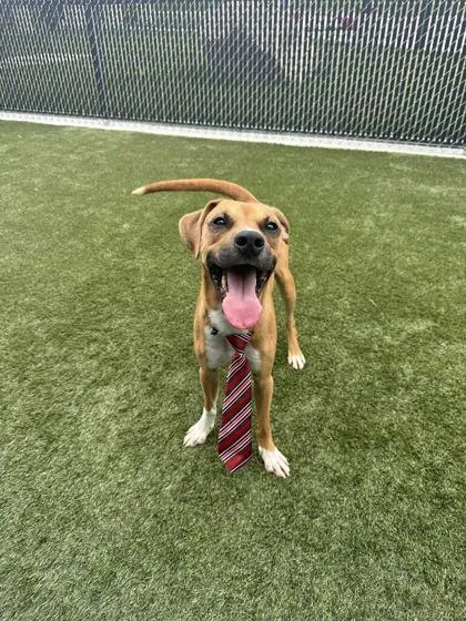 An adult medium-sized male Mixed Breed dog named Scooby for adoption in Lafayette, IN