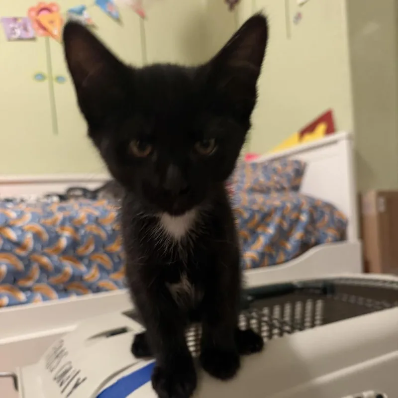 A baby small-sized female Black Domestic Short Hair cat named Mantis for adoption in Pleasanton, CA