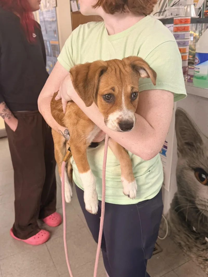 Potato Salad