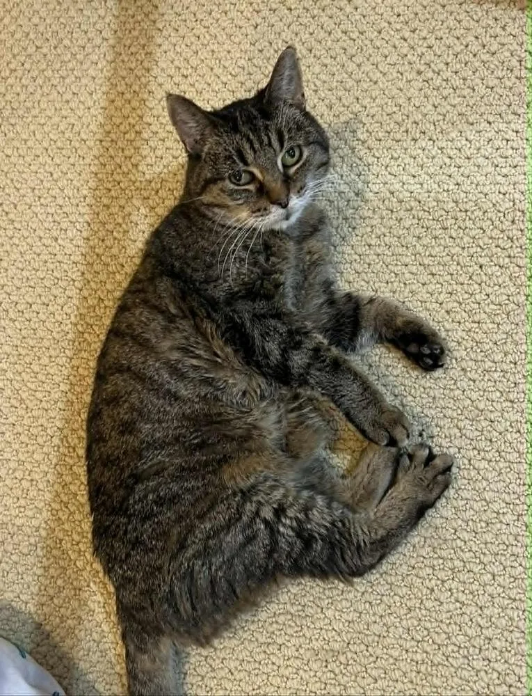 An adult medium-sized female Tabby (Brown / Chocolate) Domestic Short Hair cat named Dolma Precious for adoption in Muskegon, MI