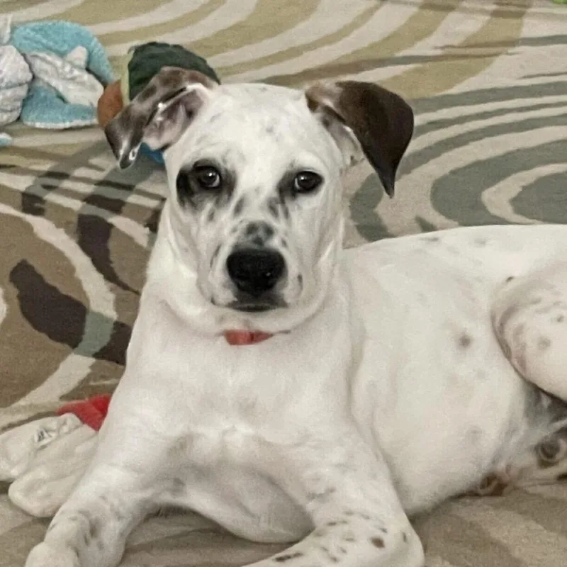 Fancy Fred thumbnail 2