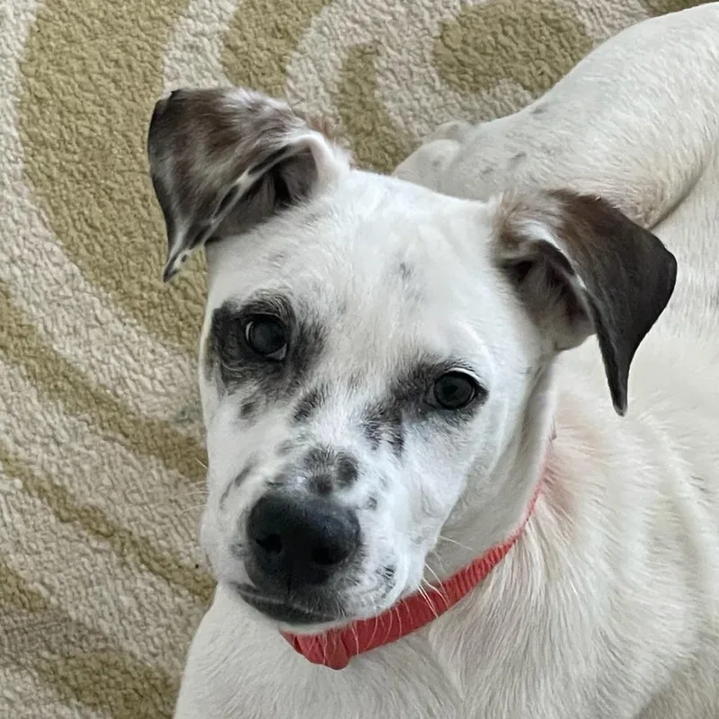 Fancy Fred thumbnail 3