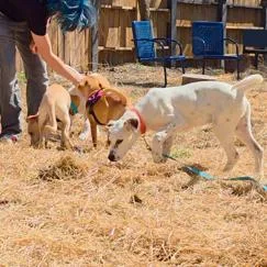 Fancy Fred thumbnail 4