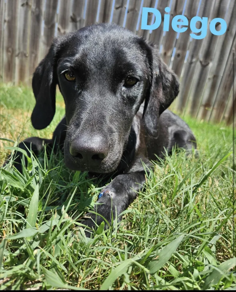 A baby medium-sized male Black Labrador Retriever dog named Diego for adoption in Beverly Hills, CA