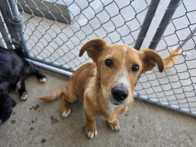 A baby small-sized male Chihuahua dog named Luke for adoption in Bakersfield, CA