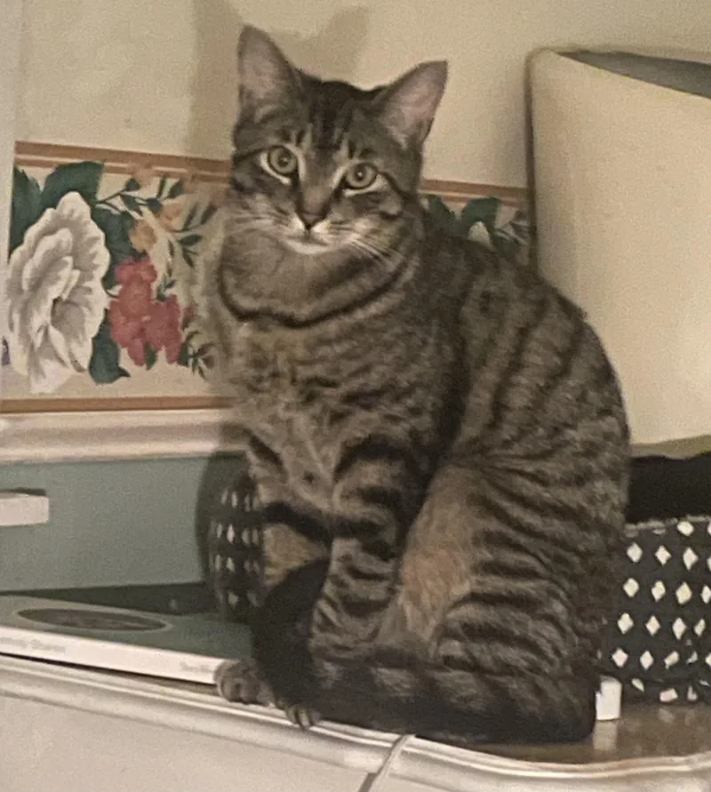 A young large-sized male Tabby (Gray / Blue / Silver) Domestic Short Hair cat named Travis for adoption in Troy, NY