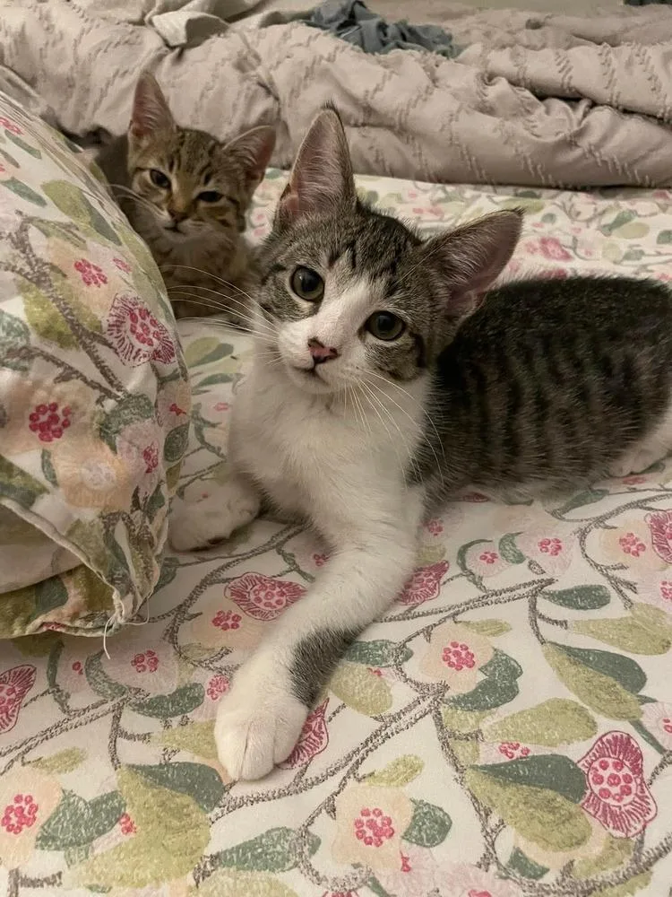 A baby small-sized female Gray & White Domestic Short Hair cat named Pepperoncini for adoption in Chicago, IL