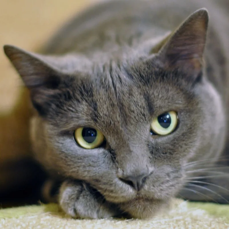 A young medium-sized female Domestic Short Hair cat named Sin for adoption in Othello, WA
