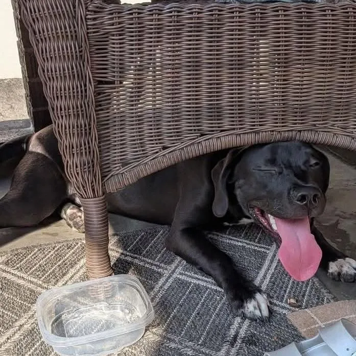 A young medium-sized female Black Mixed Breed dog named Luna for adoption in Melbourne, KY