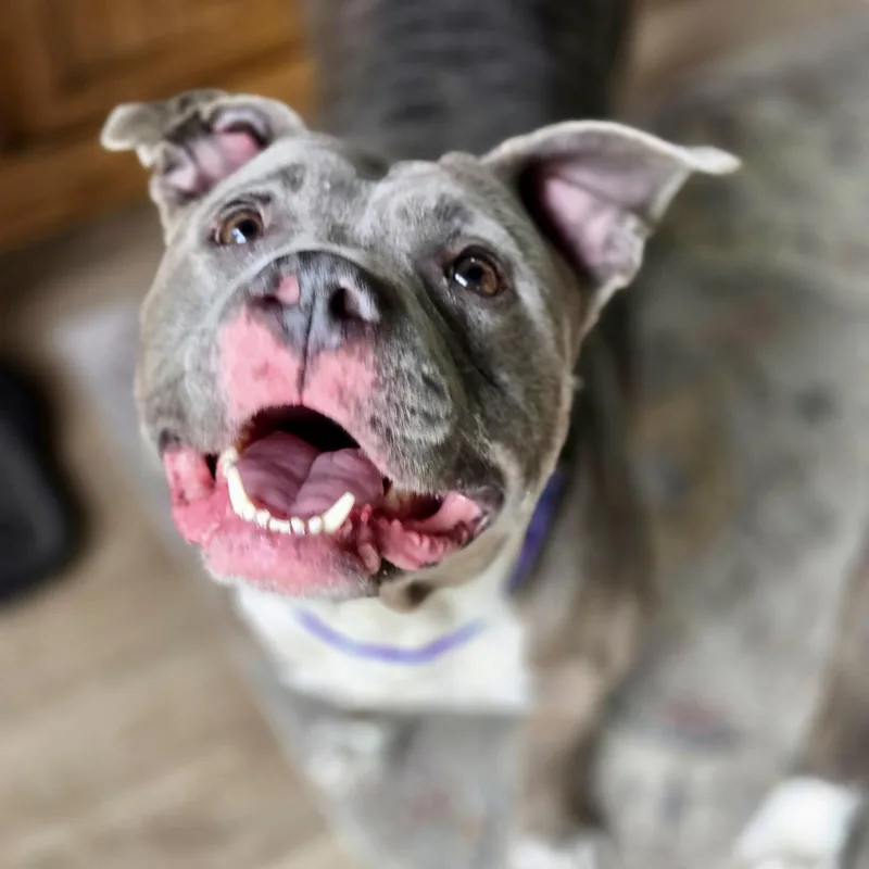 Bluebelle  Local thumbnail 2