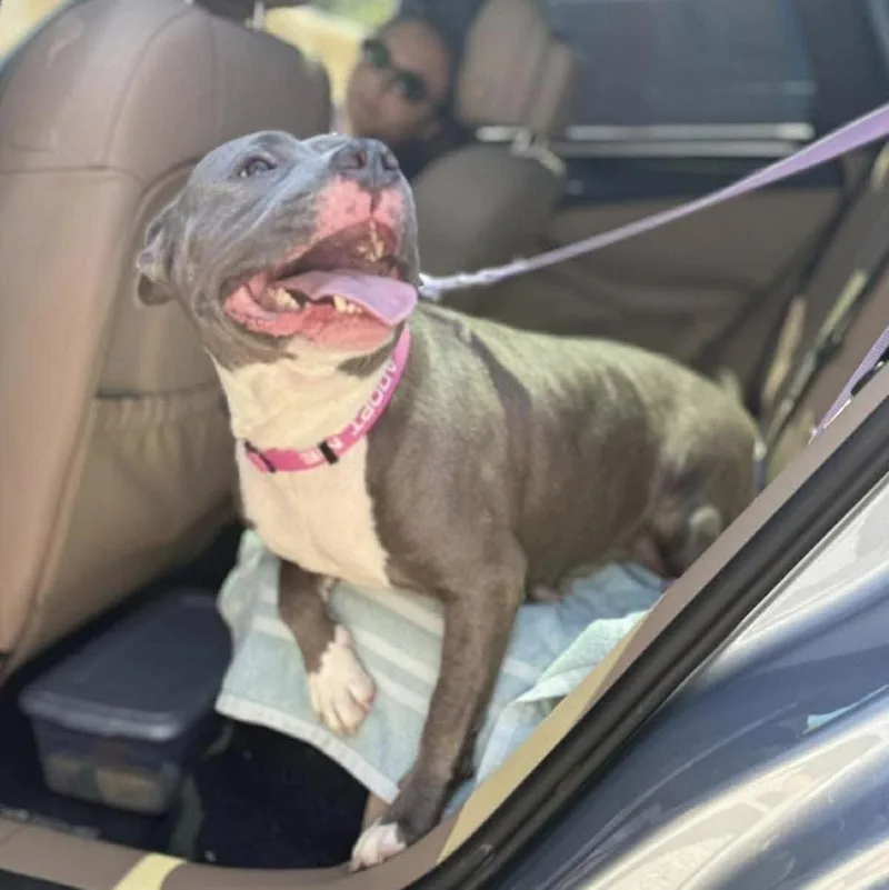 Bluebelle  Local thumbnail 3