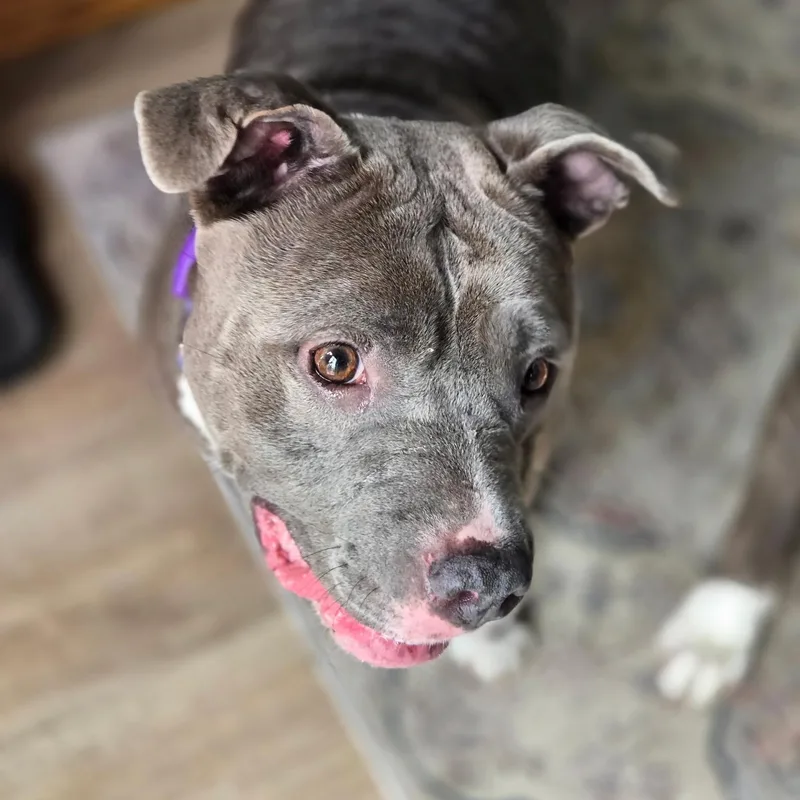 Bluebelle  Local thumbnail 4