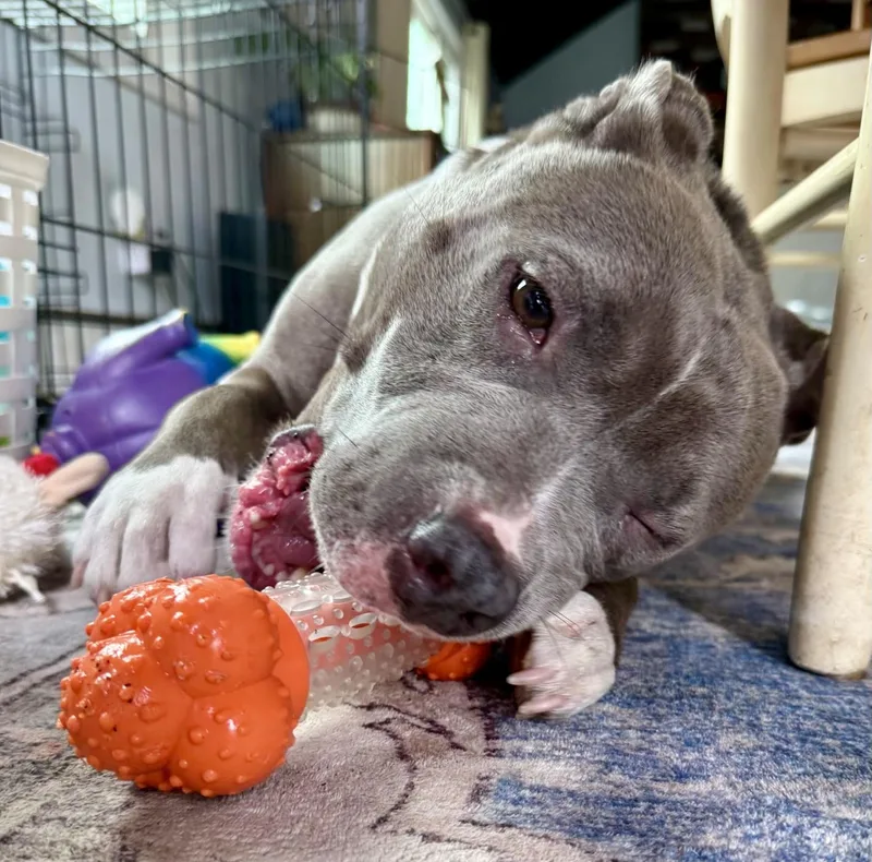 Bluebelle  Local thumbnail 5