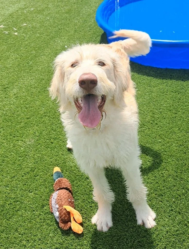 A young large-sized male White / Cream Poodle dog named Gomer for adoption in Frankfort, KY