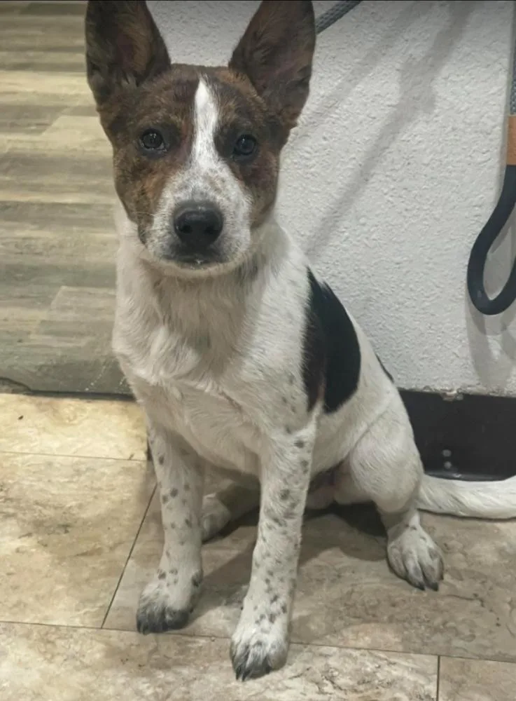 A baby large-sized male Tricolor (Brown, Black, & White) Australian Cattle Dog / Blue Heeler dog named Crouton for adoption in Sedalia, CO