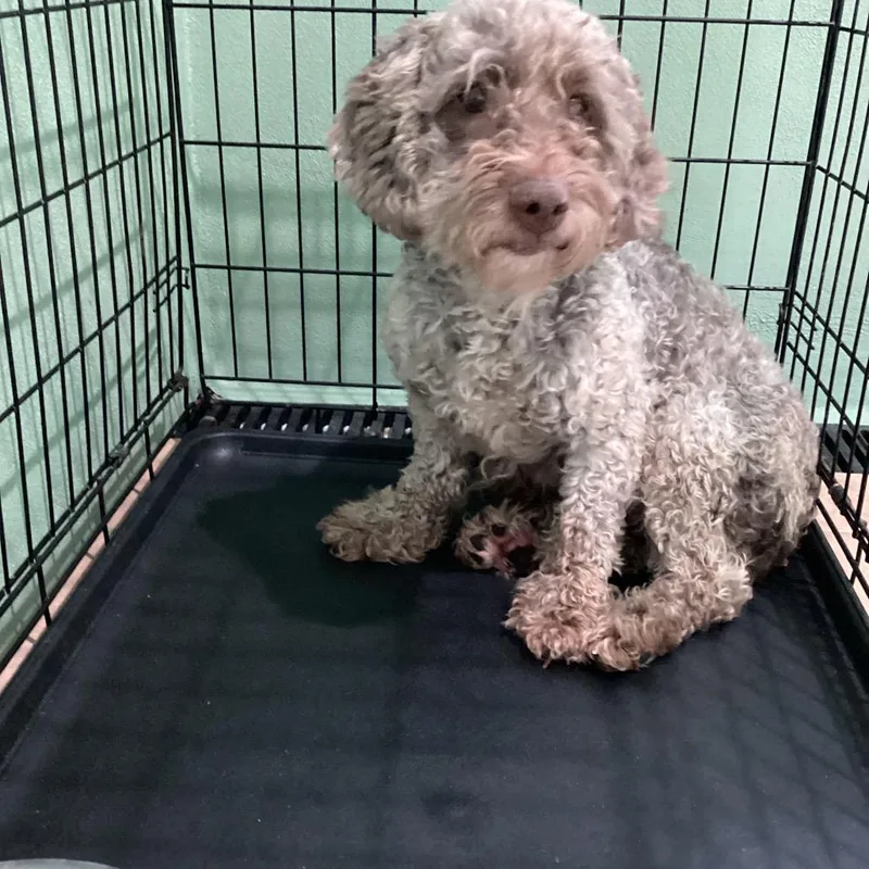 An adult small-sized female Yellow / Tan / Blond / Fawn Cockapoo dog named Ashly for adoption in LOXAHATCHEE, FL