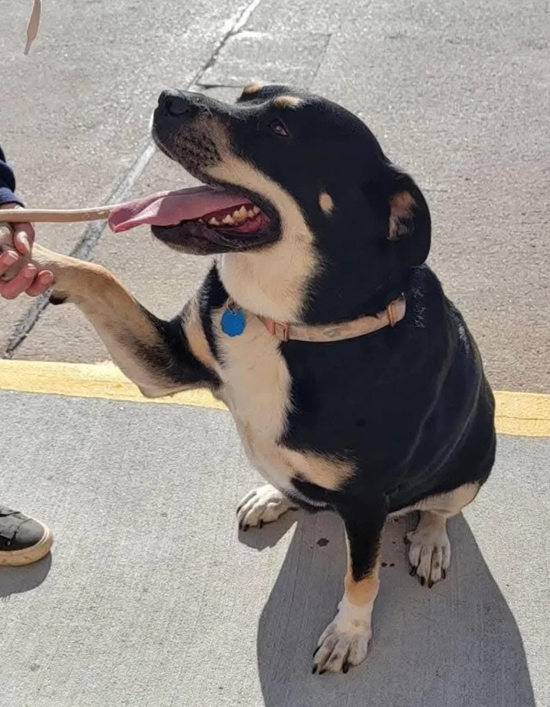 An adult large-sized female Black Rottweiler dog named Angie for adoption in Sioux City, IA