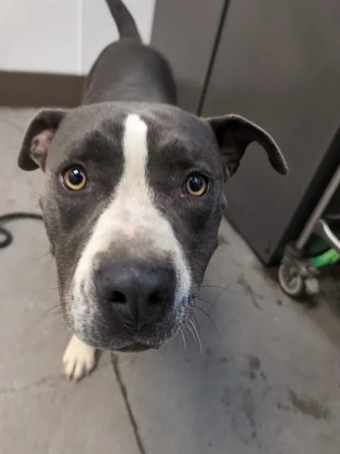 A young large-sized female Pit Bull Terrier dog named Bertha for adoption in Tucson, AZ
