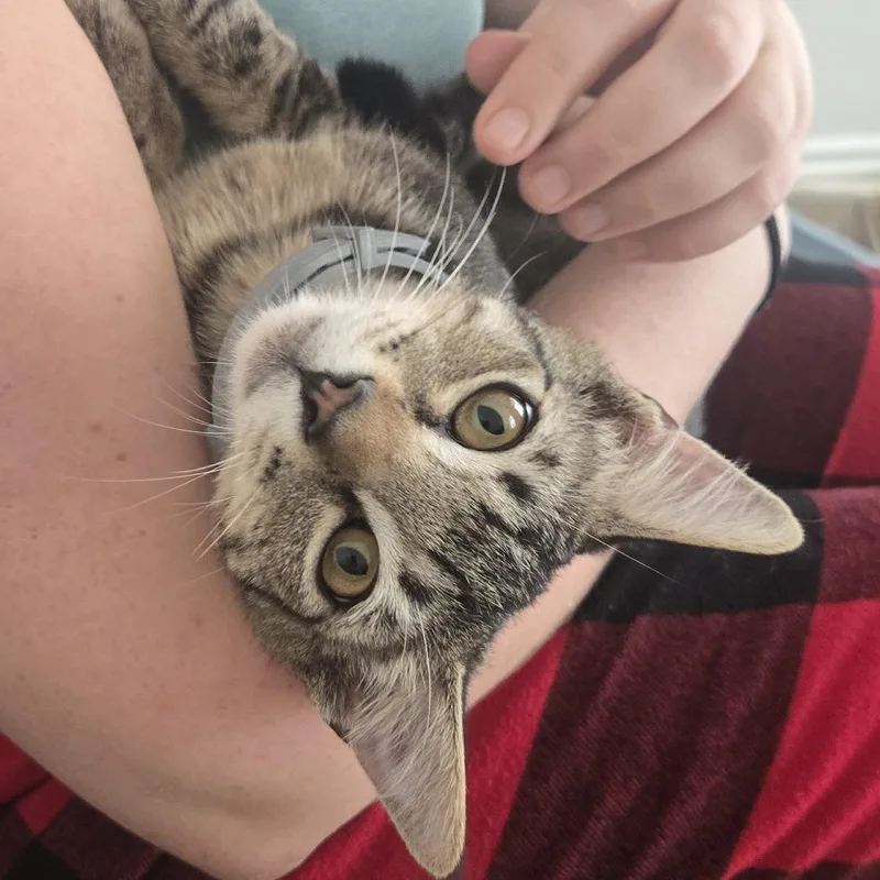 A baby small-sized male Brown / Chocolate Domestic Short Hair cat named Clark Morano for adoption in Los Angeles, CA