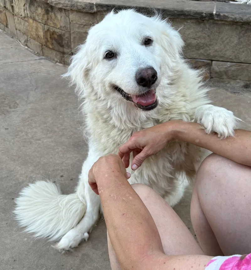 An adult large-sized female Great Pyrenees dog named Madison for adoption in Lavon, TX