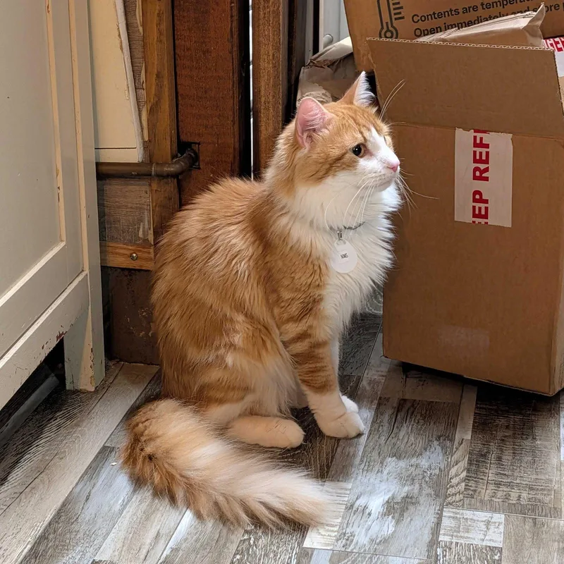 A young medium-sized male Orange & White Domestic Long Hair cat named Nims for adoption in Brooklyn, NY