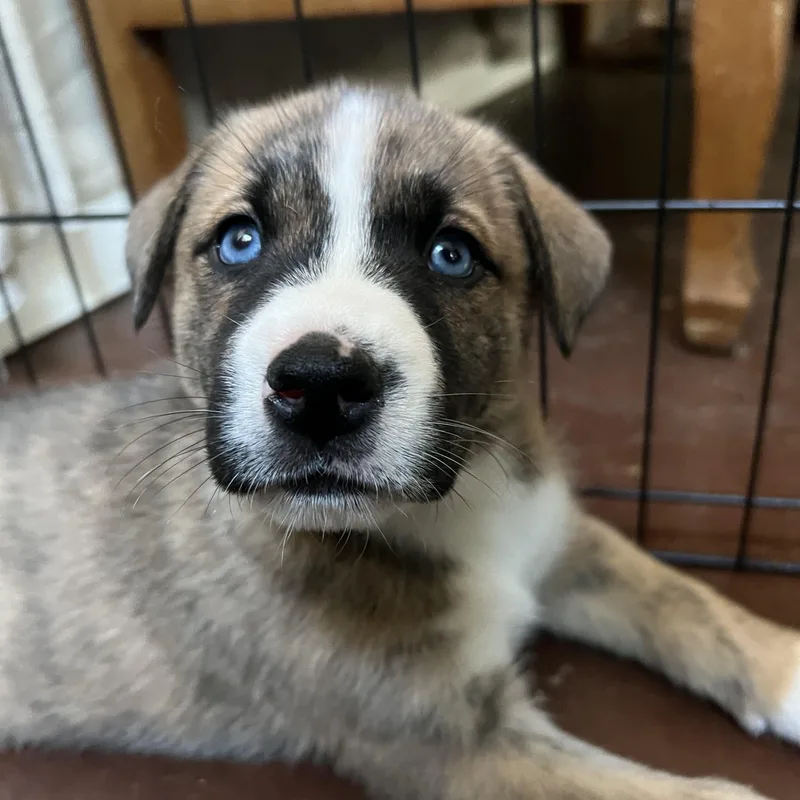 A baby medium-sized female Aussiedoodle dog named Millie for adoption in Cordova, TN