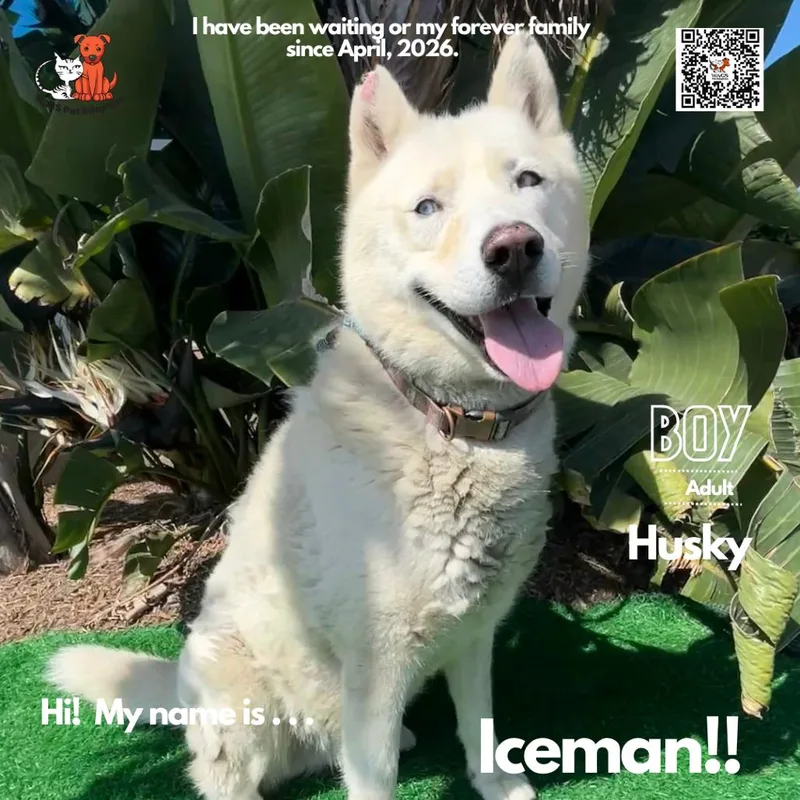 Iceman thumbnail 2