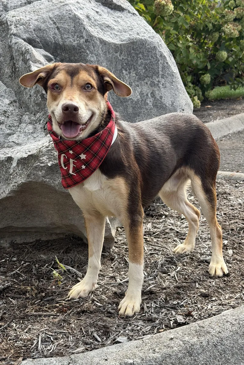 A young small-sized male Chiweenie dog named Hank for adoption in Maryville, TN