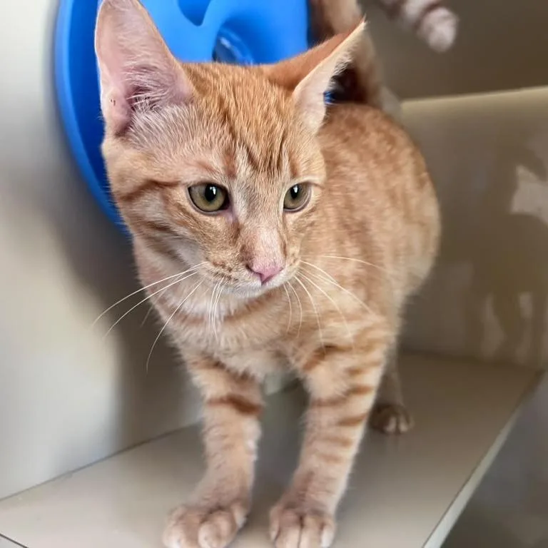 A young small-sized female Orange / Red Domestic Short Hair cat named Gordita for adoption in San Pablo, CA