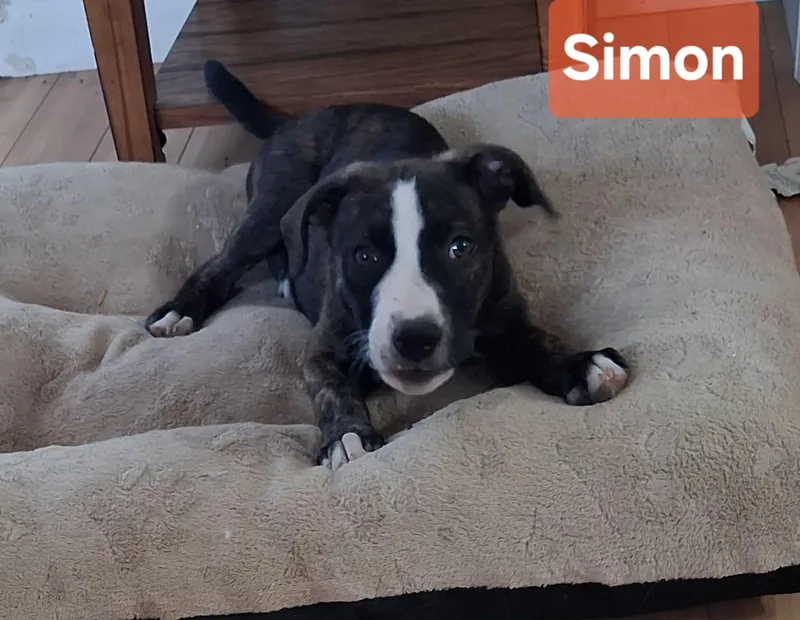 A baby medium-sized male Mountain Cur dog named Simon for adoption in Albany, NY