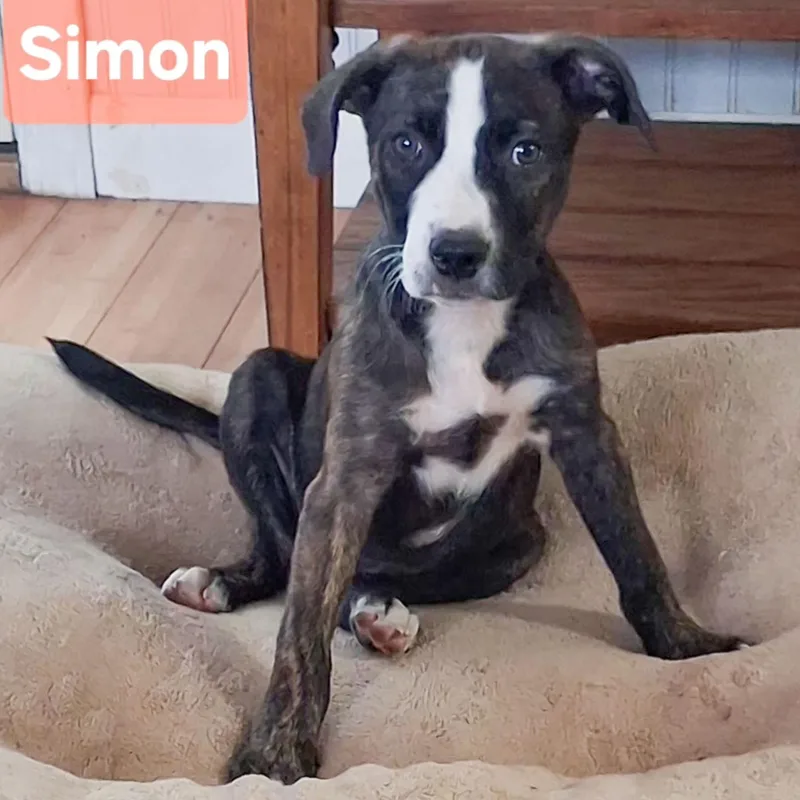 Simon thumbnail 2