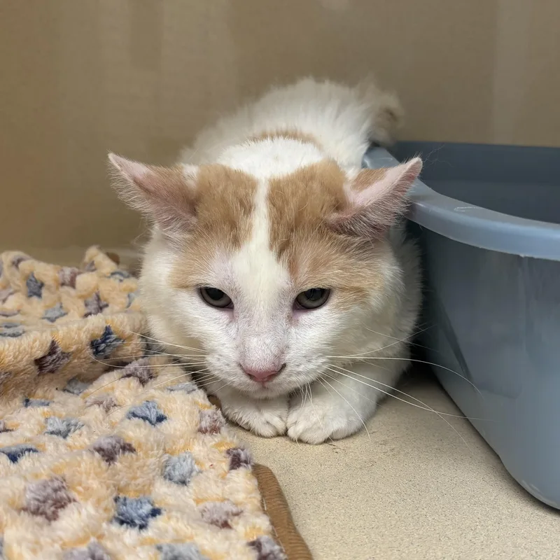 An adult medium-sized male Buff & White Domestic Short Hair cat named Piccadilly for adoption in Evanston, IL