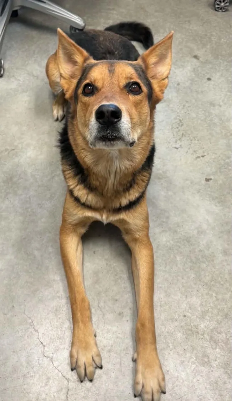 A young large-sized male Shepherd dog named Koda aka Pumba for adoption in Las Vegas, NV