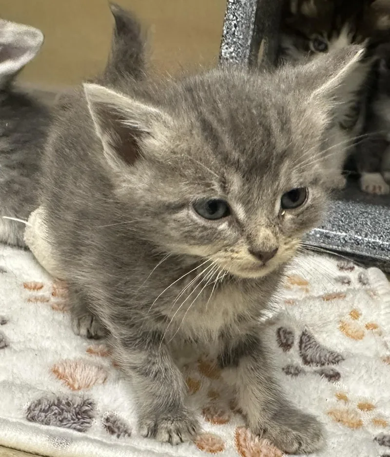A baby medium-sized male Tabby (Gray / Blue / Silver) Domestic Short Hair cat named Boo for adoption in Converse, TX