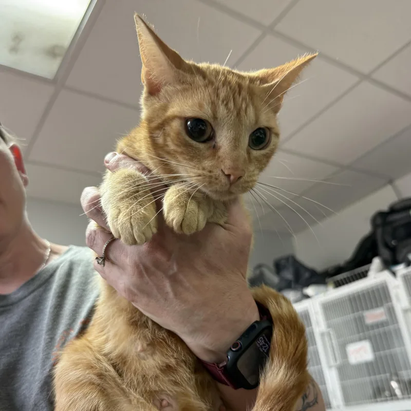 An adult medium-sized female Tabby cat named Grilled Ham Sandwich for adoption in Columbia, SC