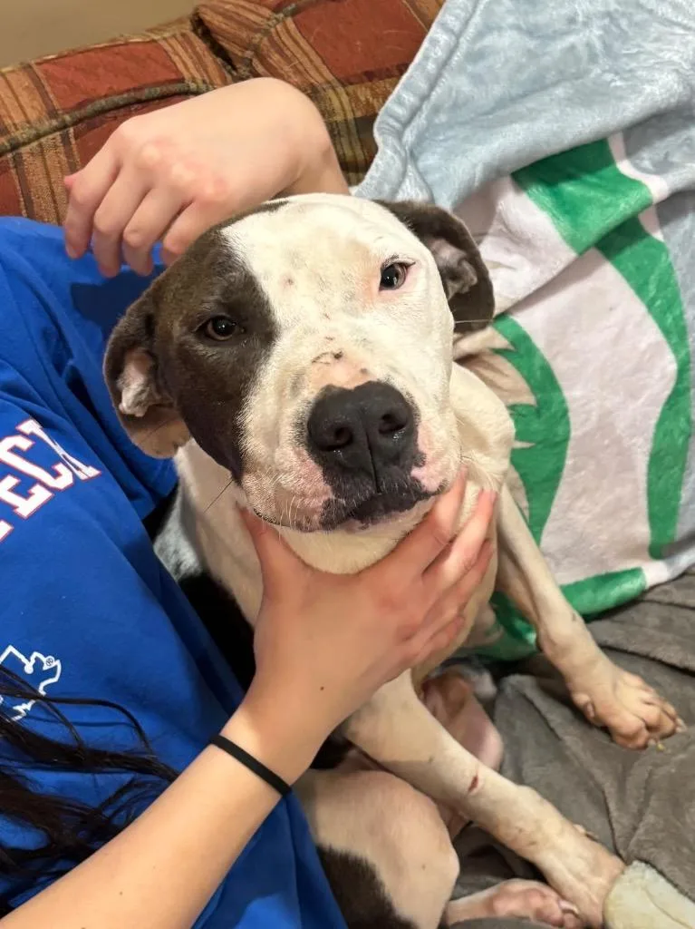 A young medium-sized male Terrier dog named Hammer for adoption in Ruston, LA
